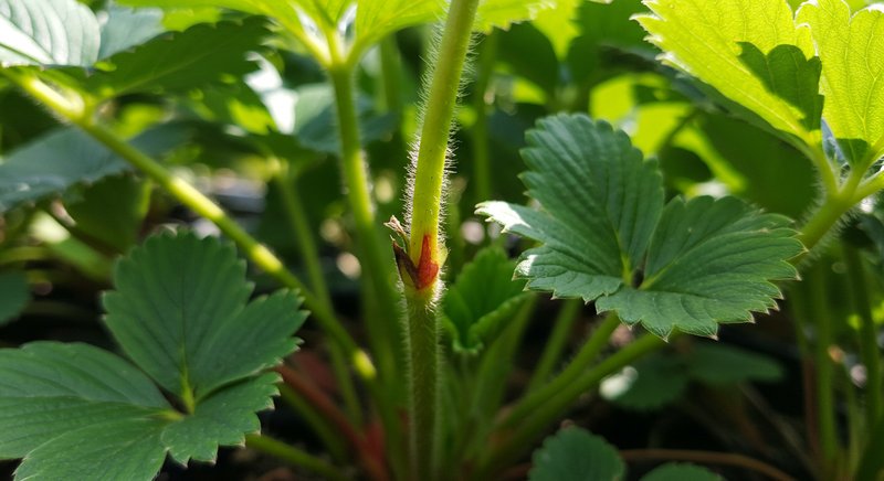 strawberry-stem-secrets-2