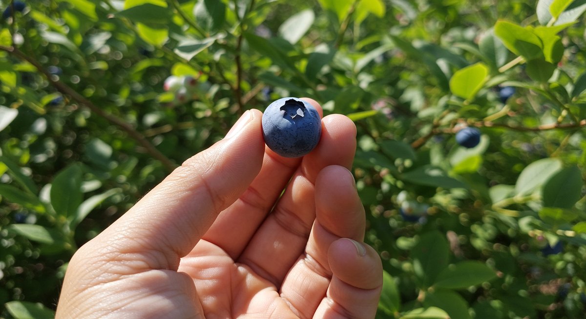 northern-highbush-blueberry-guide-2