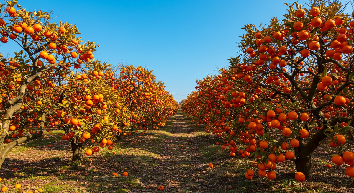 orange-mikan-differences-fruits-sweets-4